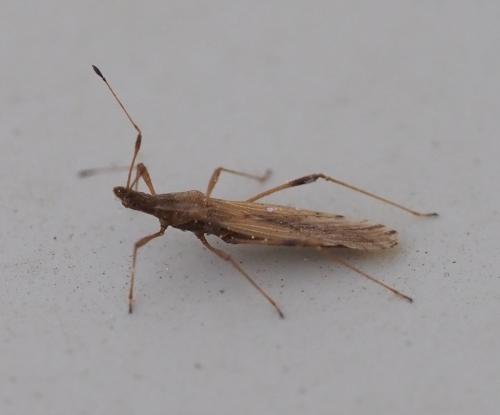 Berytinus sp.
